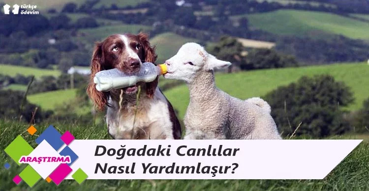 Doğadaki Canlılar Nasıl Yardımlaşır?