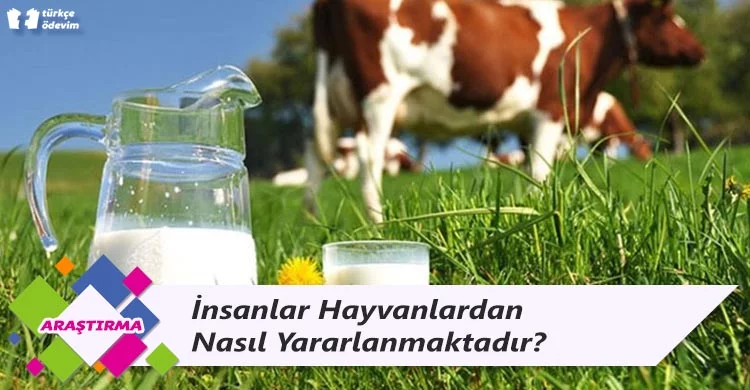 İnsanlar Hayvanlardan Nasıl Yararlanmaktadır?