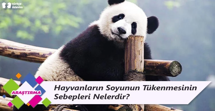 Hayvanların Soyunun Tükenmesinin Sebepleri Nelerdir?