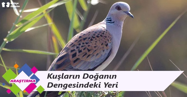 Kuşların Doğanın Dengesindeki Yeri