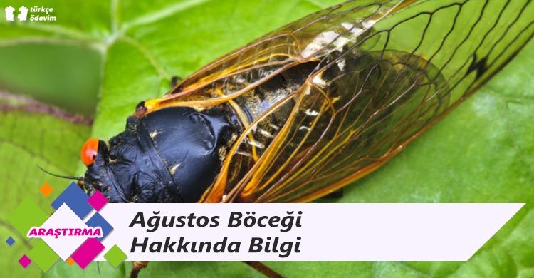 Ağustos Böceği Hakkında Bilgi