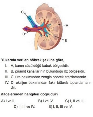 11. Sınıf Biyoloji Boşaltım Sistemi Testi Çöz | Türkçe Ödevim